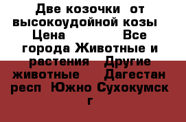 Две козочки  от высокоудойной козы › Цена ­ 20 000 - Все города Животные и растения » Другие животные   . Дагестан респ.,Южно-Сухокумск г.